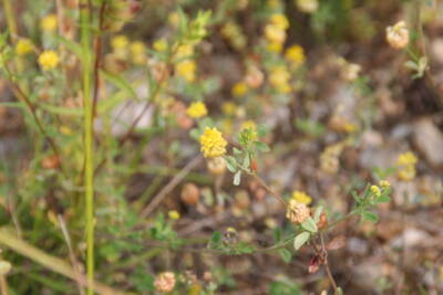 Feldklee (Trifolium campestre)